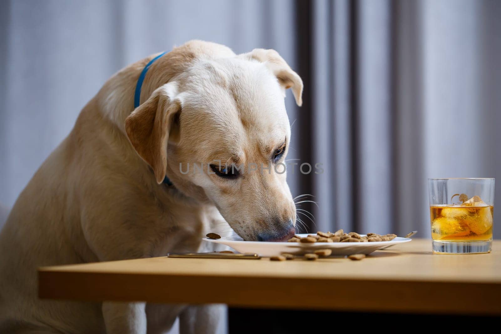 Cute dog eats food from a plate. Labrador is sitting on a chair at the table and eating dog food