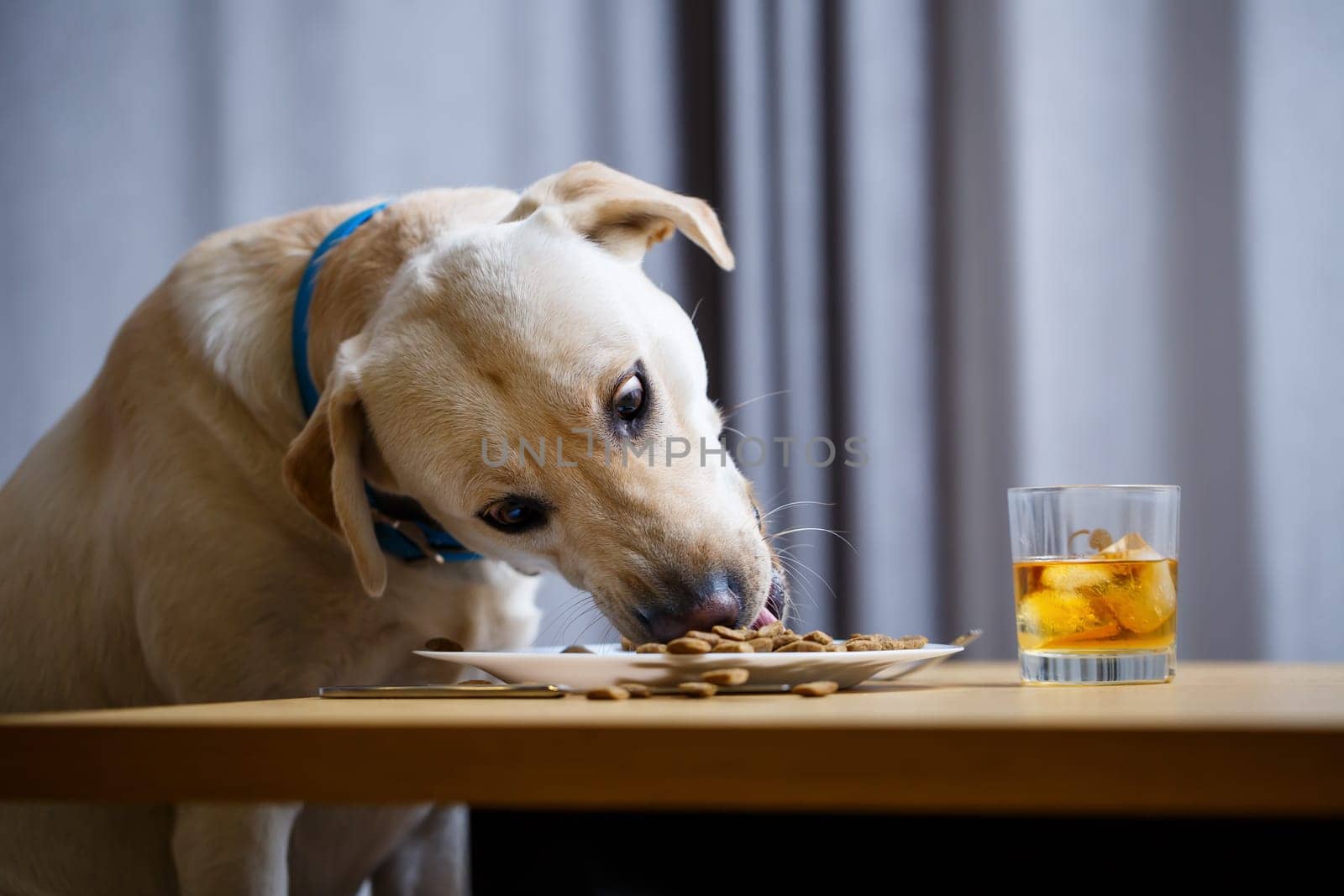 Cute dog eats food from a plate. Labrador is sitting on a chair at the table and eating dog food