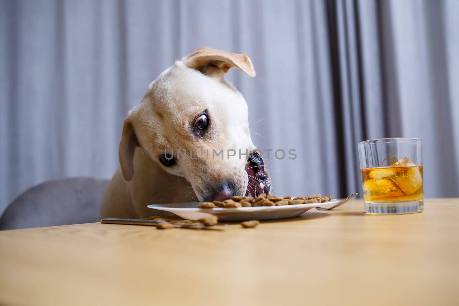 Cute dog eats food from a plate. Labrador is sitting on a chair at the table and eating dog food