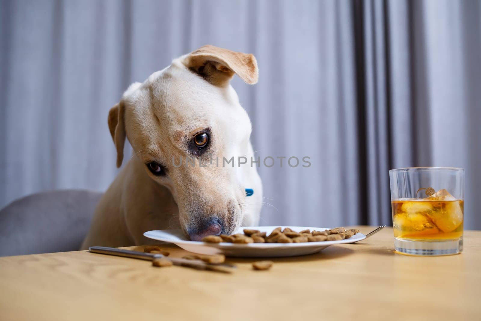 Cute dog eats food from a plate. Labrador is sitting on a chair at the table and eating dog food
