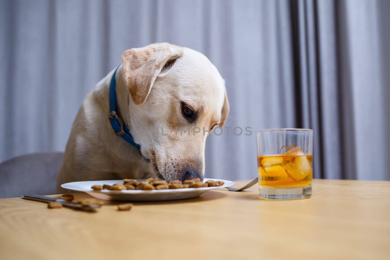 Cute dog eats food from a plate. Labrador is sitting on a chair at the table and eating dog food