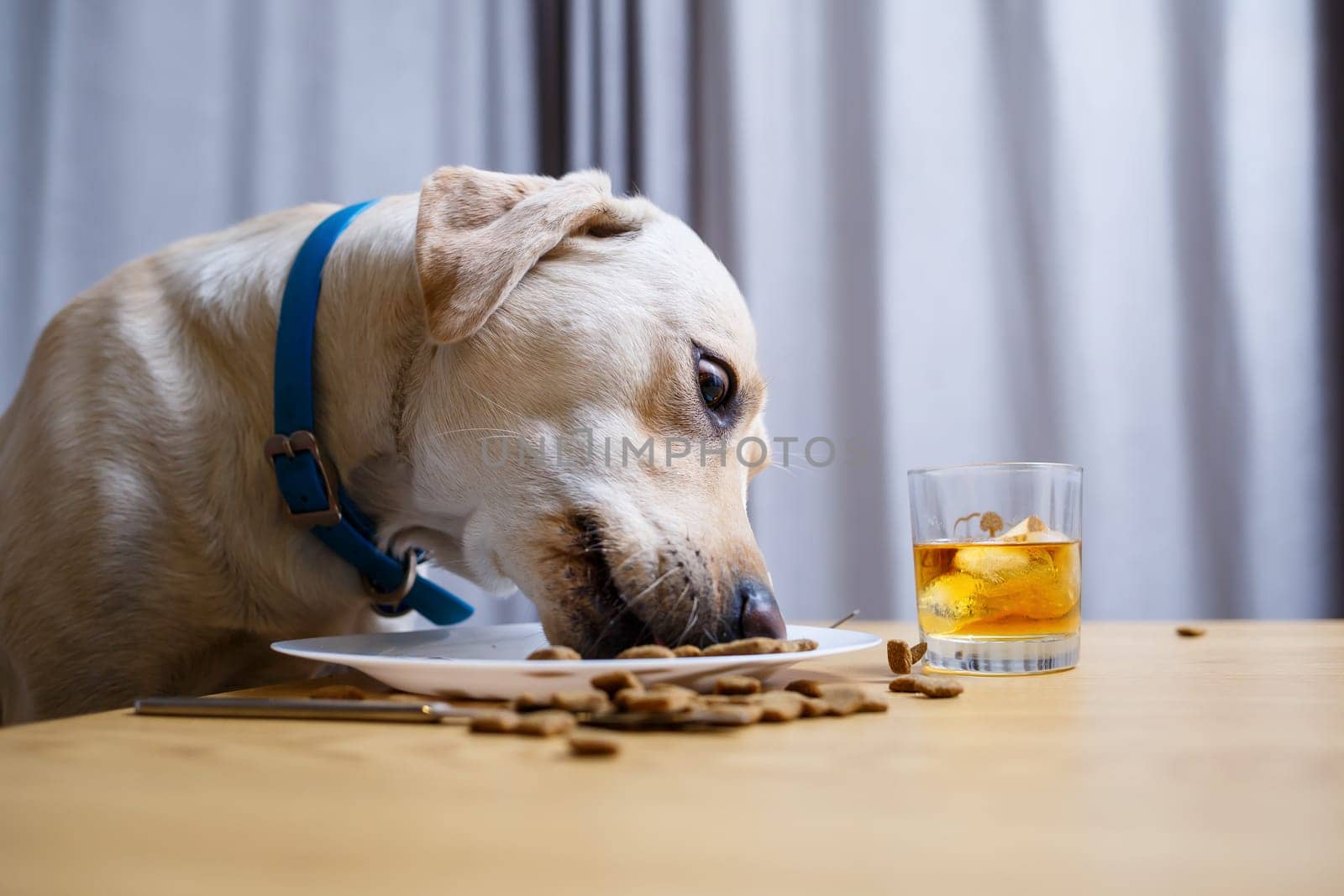 Cute dog eats food from a plate. Labrador is sitting on a chair at the table and eating dog food