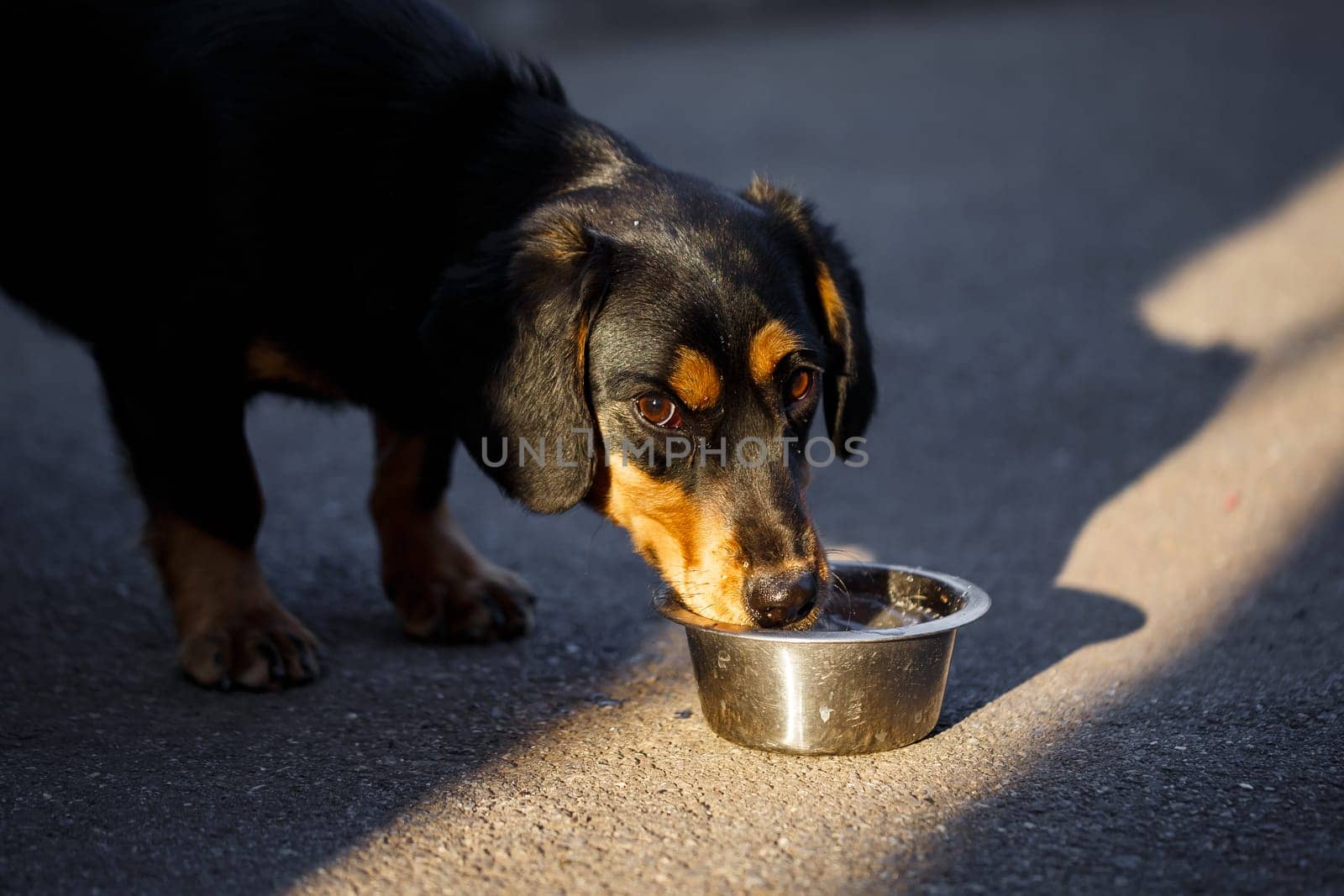 A domestic dog drinks water from a plate while walking on the street, a dachshund is walking.