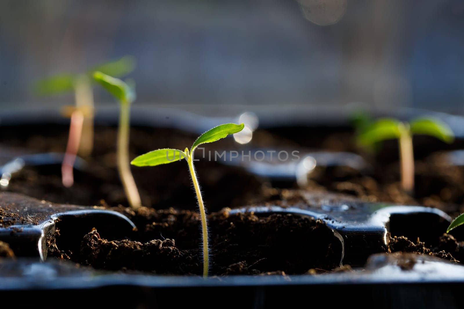 Home growing greens, sprouted branch with leaves from the ground at home. microgreen