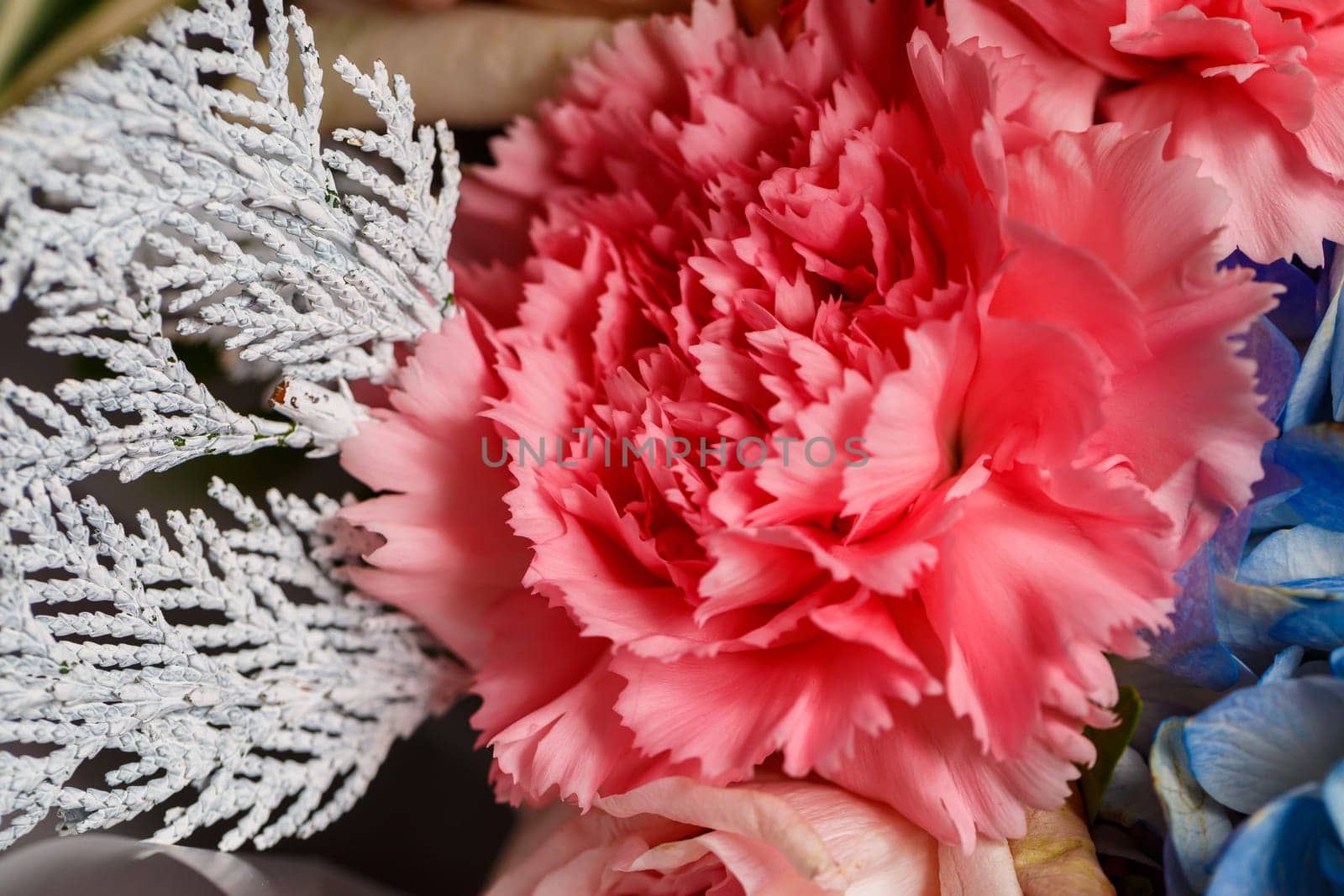 Live beautiful flowers close-up. Flowers with large petals