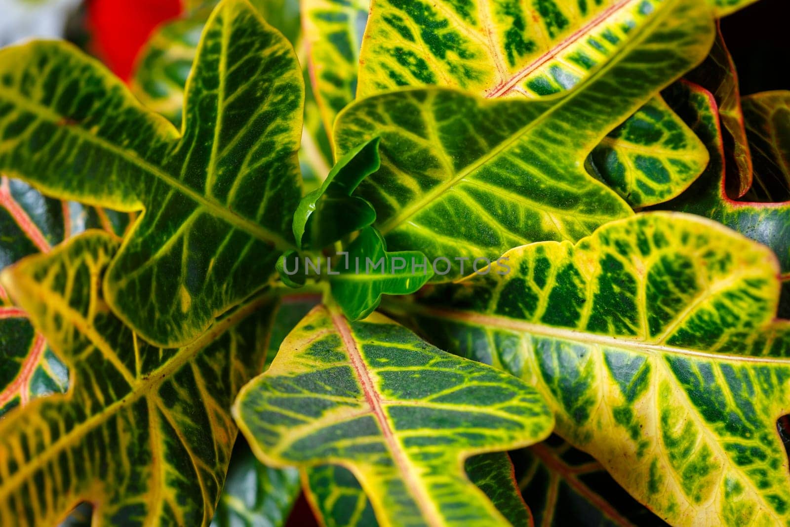 Green leaves texture, green plants in the garden close-up. home plant flowerpot