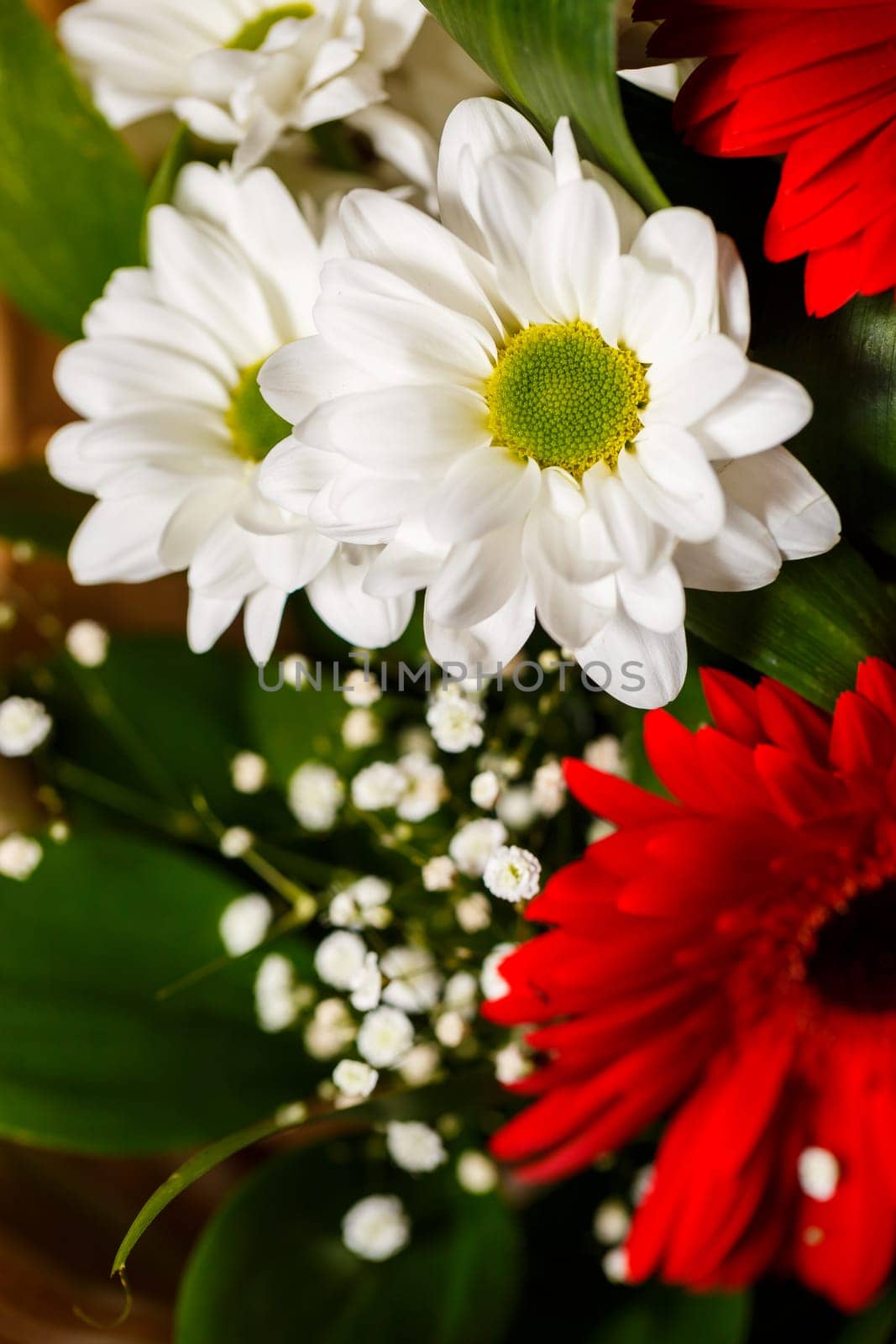Live beautiful flowers close-up. Flowers with large petals