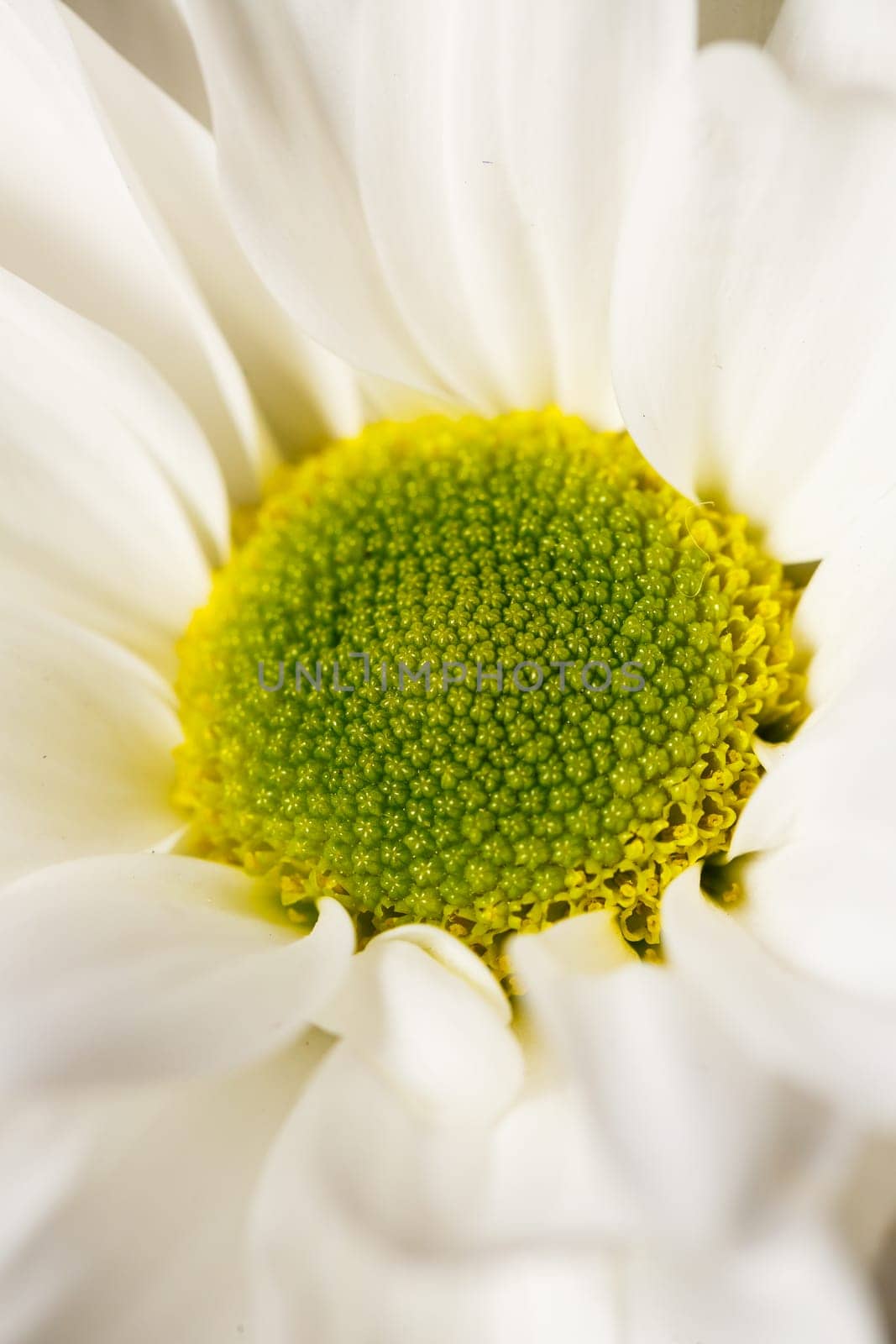 Live beautiful flowers close-up. Flowers with large petals