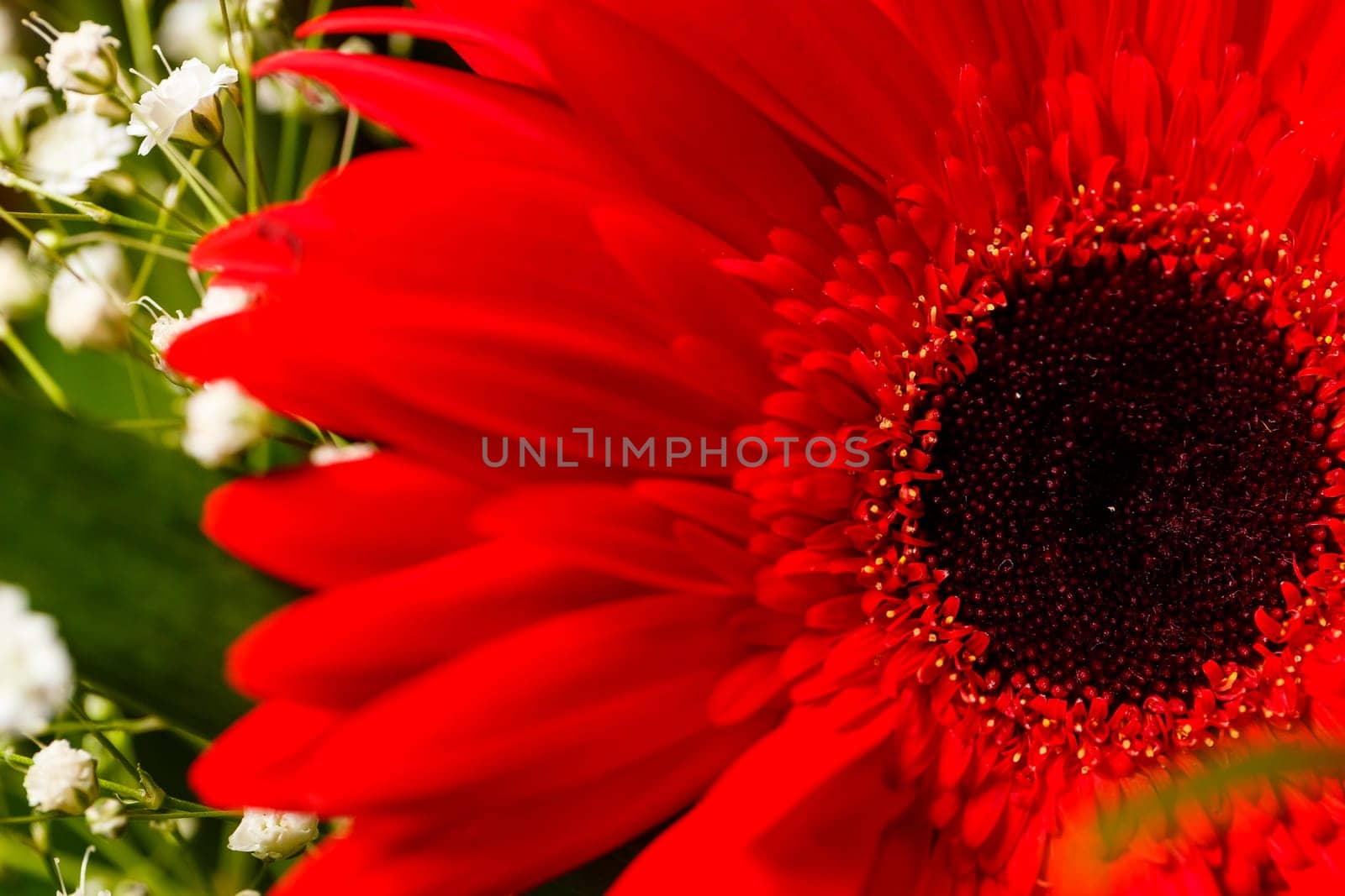 Live beautiful flowers close-up. Flowers with large petals