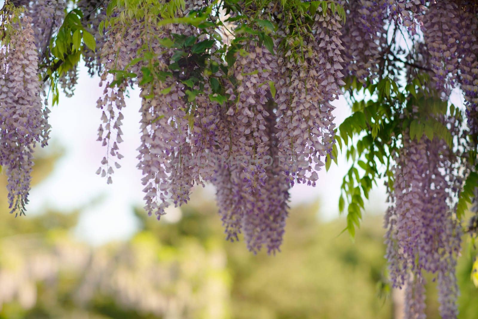 Close up view of beautiful purple wisteria blossoms hanging down from a trellis in a garden with sunlight shining from above through the branches on a sunny spring day