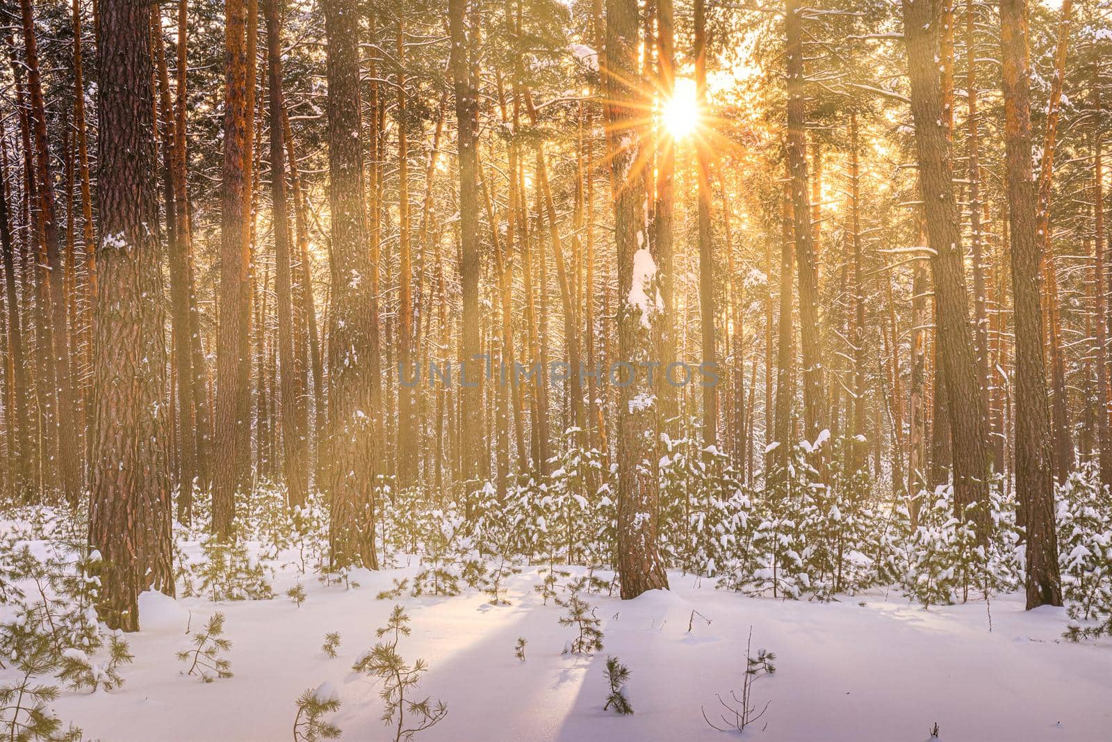 Sunset or sunrise in the winter pine forest covered with a snow. Rows of pine trunks with the sun's rays passing through them. Snowfall.