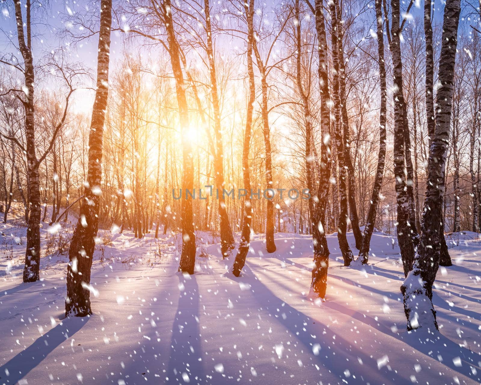 Sunset or sunrise in a birch grove with a falling snow. Rows of birch trunks with the sun's rays passing through them. Snowfall.