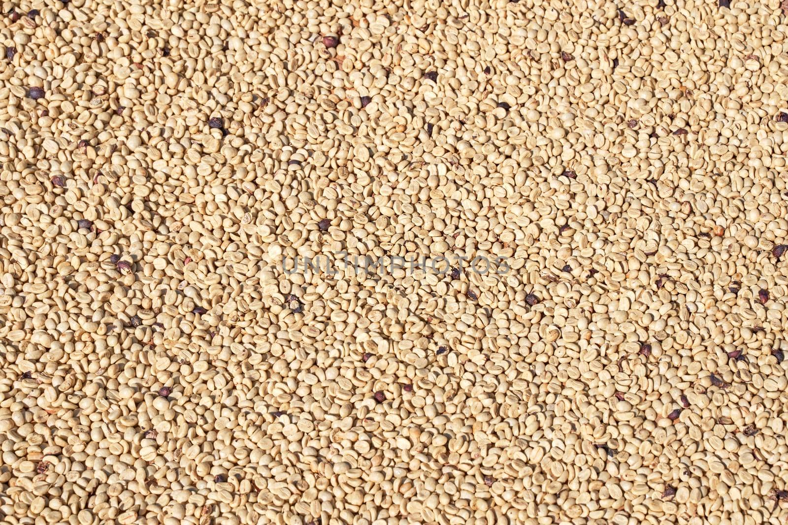 Raw coffee beans natural exposured with sunlight on a sieve outside the procedure factory before roasting process, close up, real life, lifestyle.