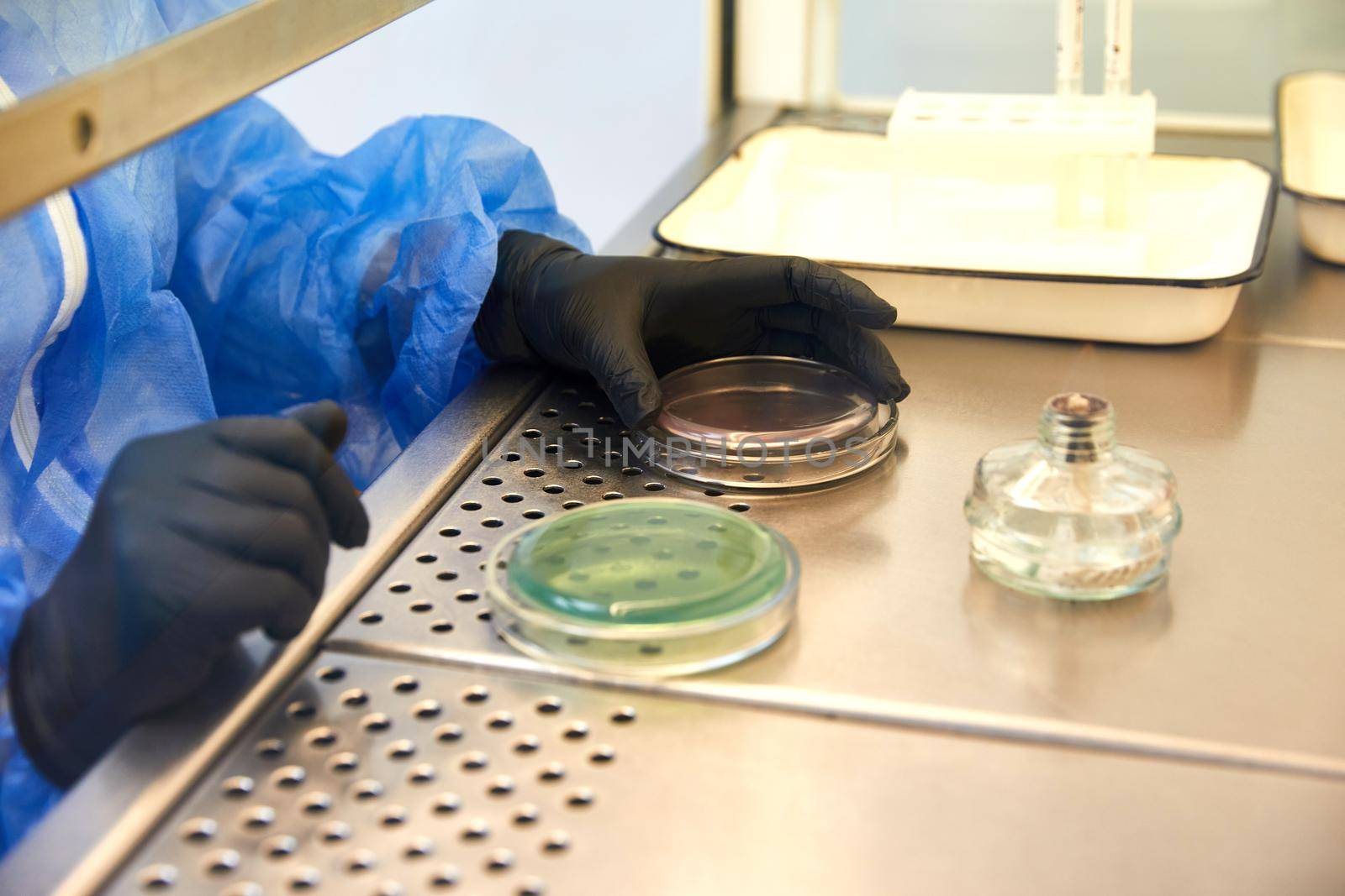 Gloved Hand of a Technician or scientist working holding petri dishes in the microbiology laboratory. Bacterial Culture Media. Microbiologist. Bacteria. High quality photo