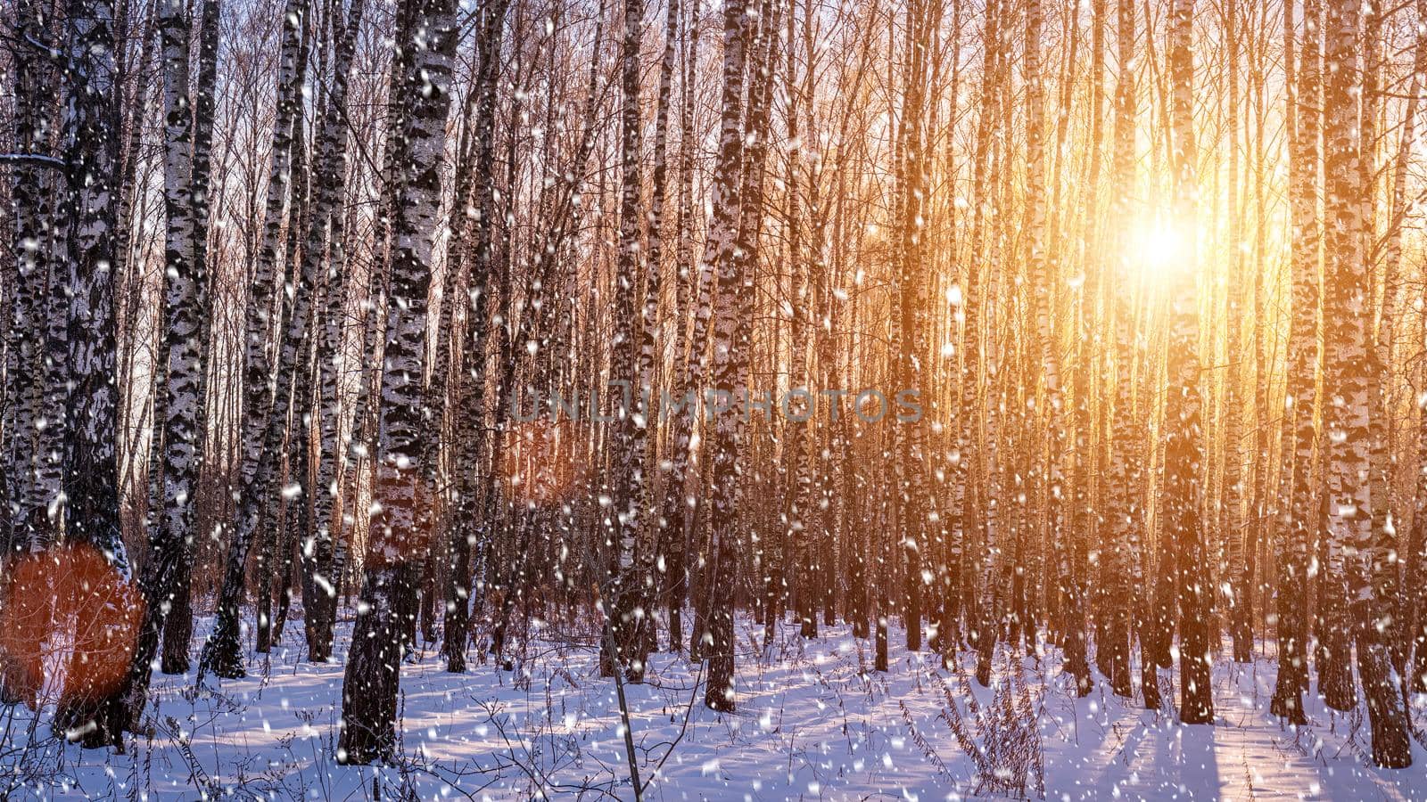 Sunset or sunrise in a birch grove with a falling snow. Rows of birch trunks with the sun's rays. Snowfall. by Eugene_Yemelyanov