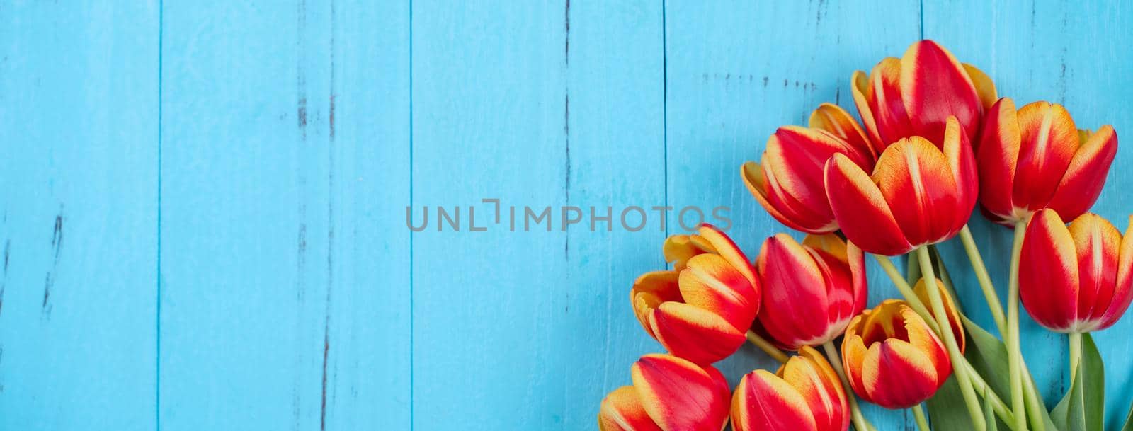 Tulip flower bunch, Mother's Day Design Concept - Beautiful Red, yellow bouquet isolated on blue wooden background, top view, flat lay, copy space