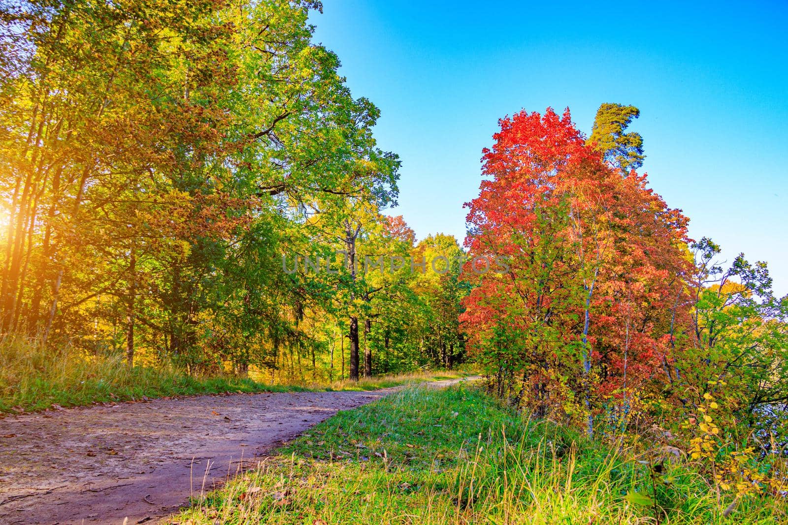 The alley of the autumn park . The season is autumn. September, October, November. A new season. Yellow leaves. A beautiful park. Morning light. Morning autumn Park. Nature