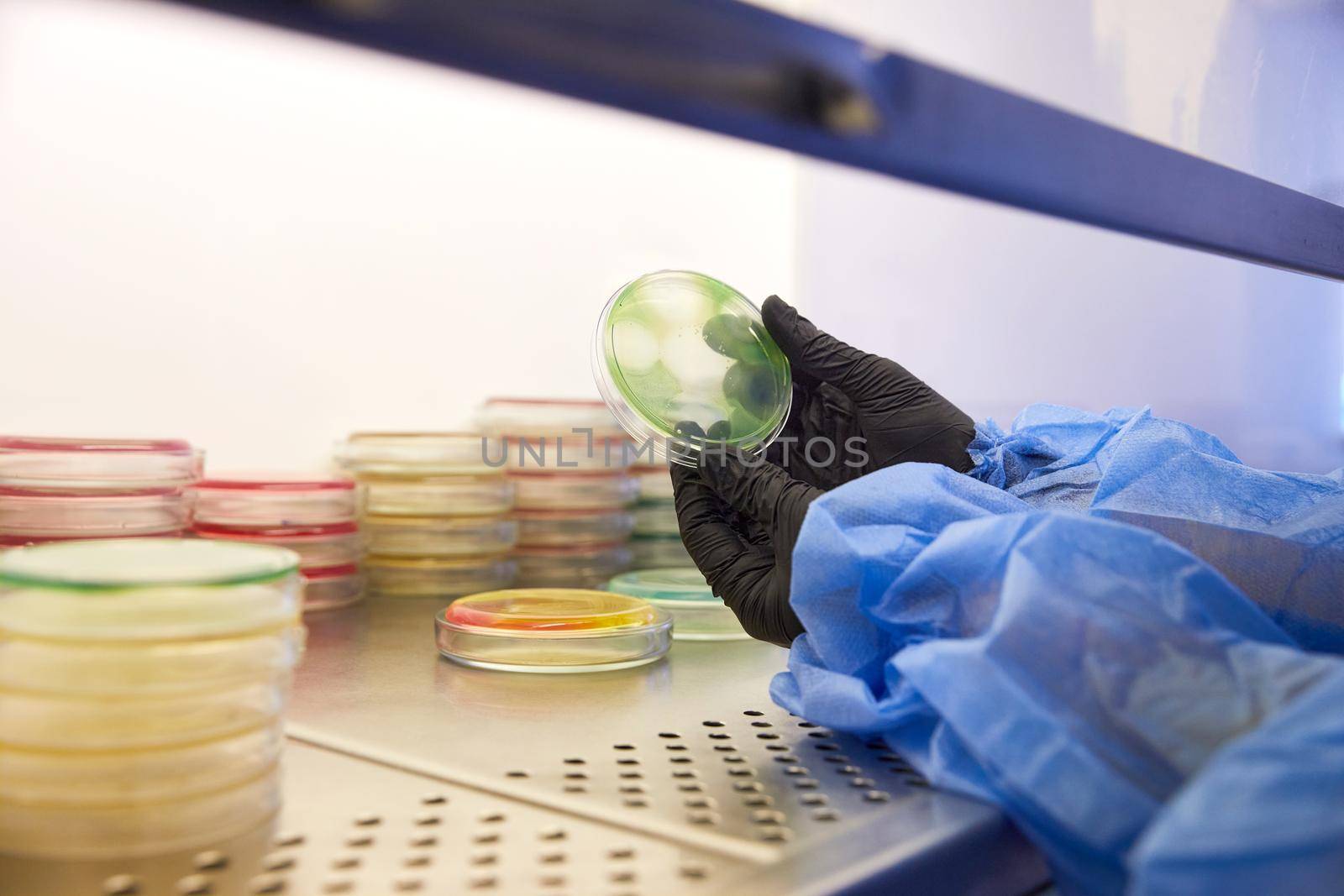 Gloved Hand of a Technician or scientist working holding petri dishes in the microbiology laboratory. Bacterial Culture Media. Microbiologist. Bacteria. High quality photo