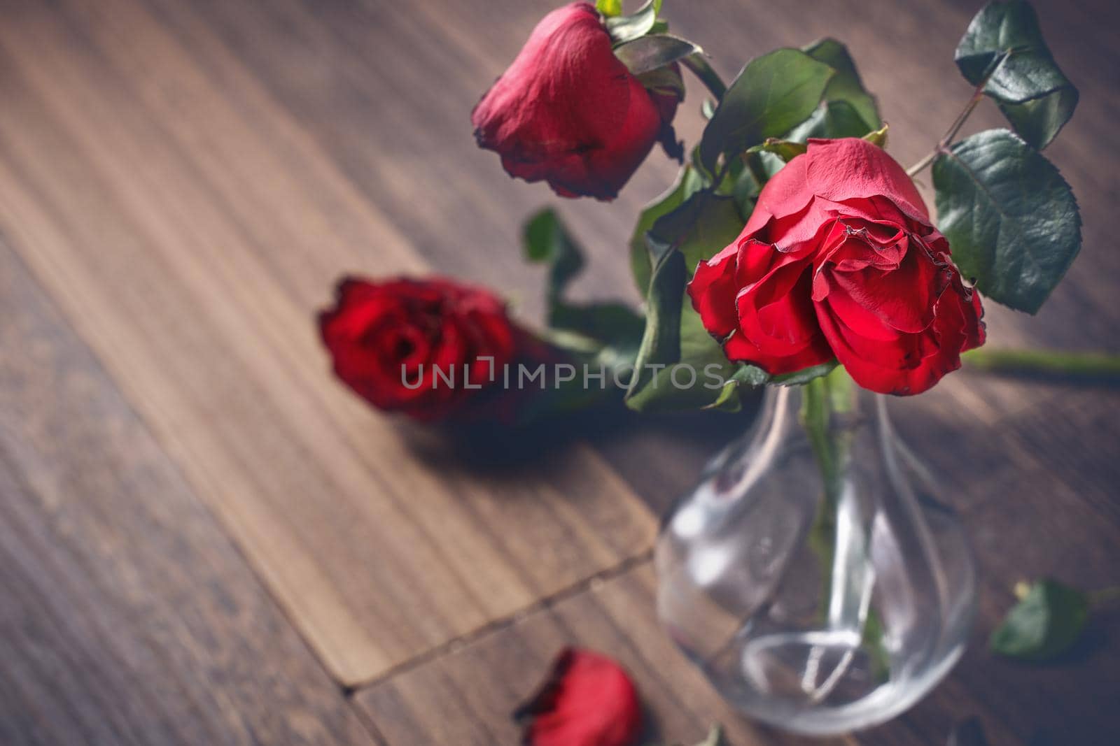 Withered rose on dark gray background and wooden table with fall petals and leaves, design concept of sad Valentine's day romance, broken up, copy,space. by ROMIXIMAGE