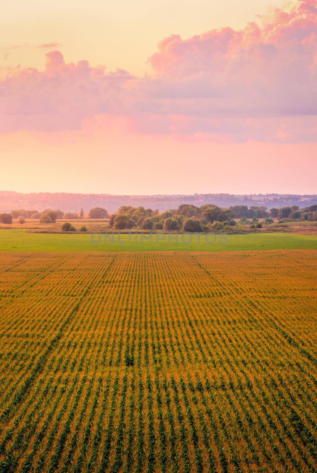 Top view to the rows of young corn in an agricultural field at twilight. Rural landscape.