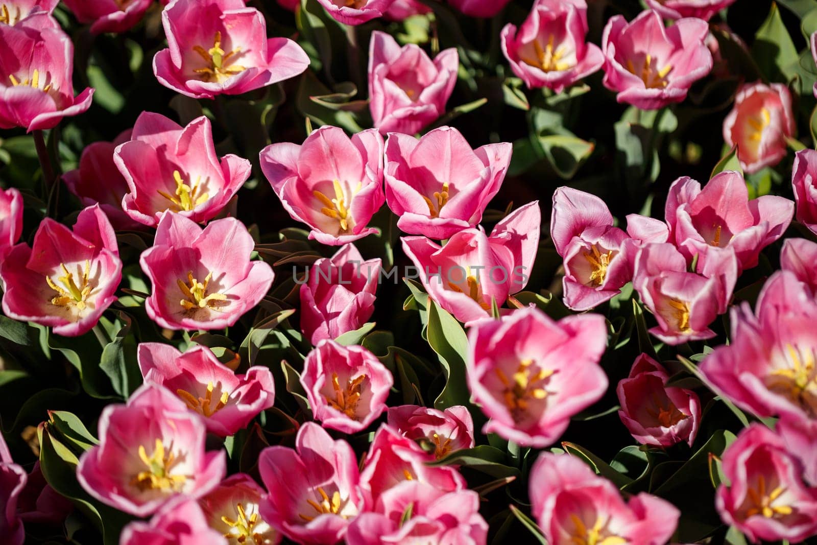 Spring floral background. The symbol of the Netherlands. tulips in the garden. Magical spring landscape with a flower. Amazing tulip field in Holland. tulips in spring.