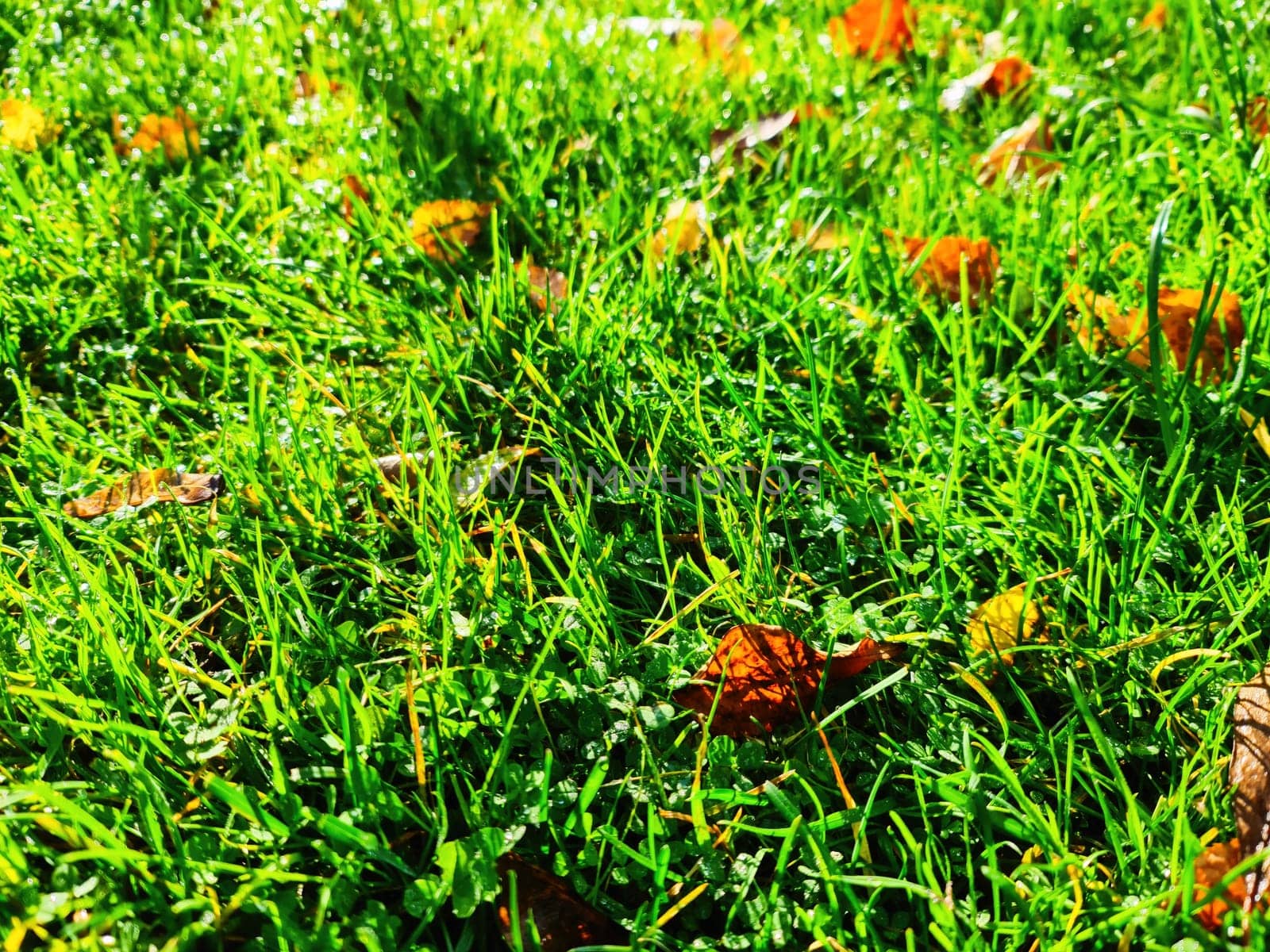 Close up surface of green grass on a meadow on a sunny summer day. by MP_foto71