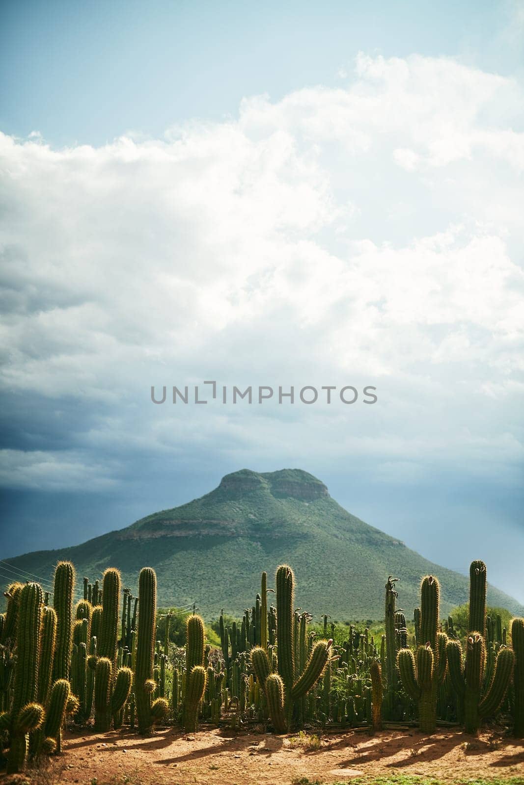 Natures contrasts. cactus plants and a mountain during a clear day outdoors. by YuriArcurs