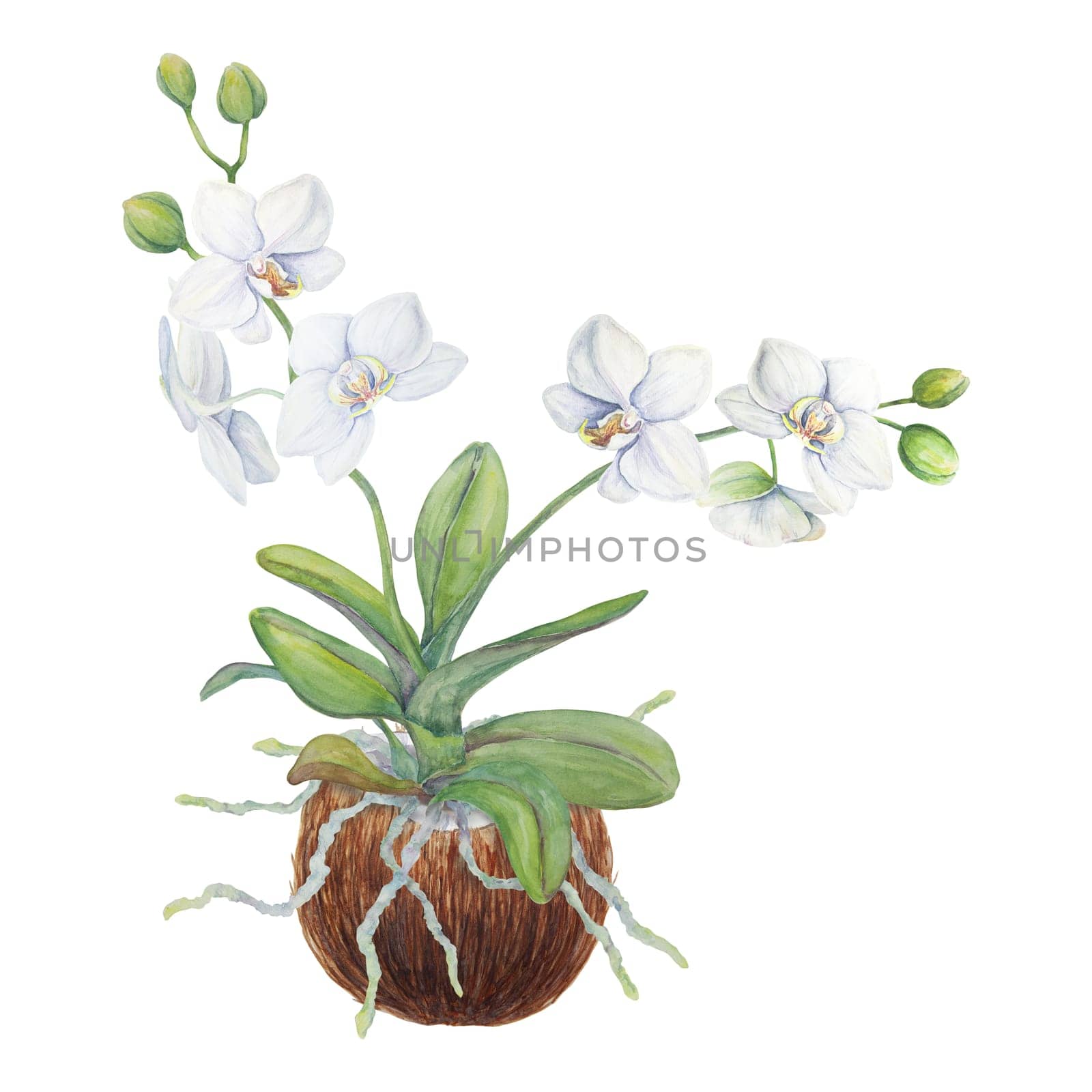 White orchid flowers with roots in coconut. Delicate botanical watercolor hand drawn illustration. Clipart for invitations, textiles, gifts, packaging, floristry