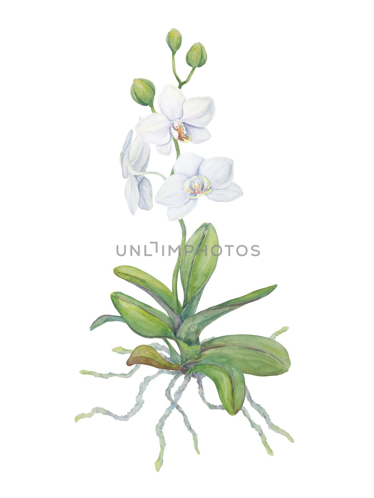 White orchid flower with roots. Delicate realistic botanical watercolor hand drawn illustration. Clipart for wedding invitations, decor, textiles, gifts, packaging and floristry. by florainlove_art