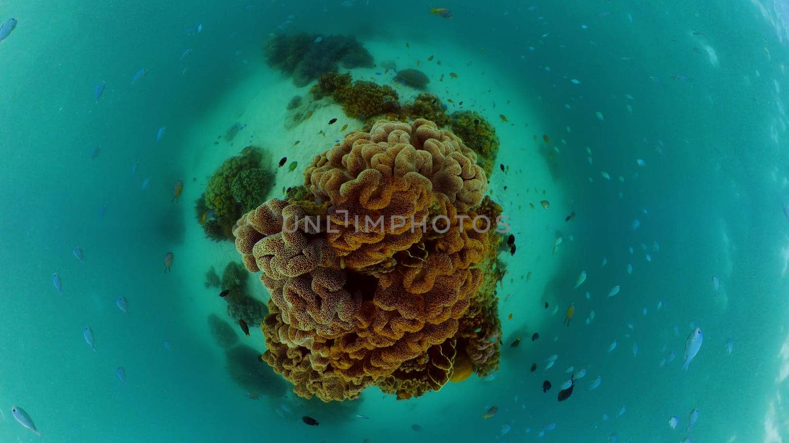 Tropical fishes and coral reef underwater. Hard and soft corals, underwater landscape. Philippines.