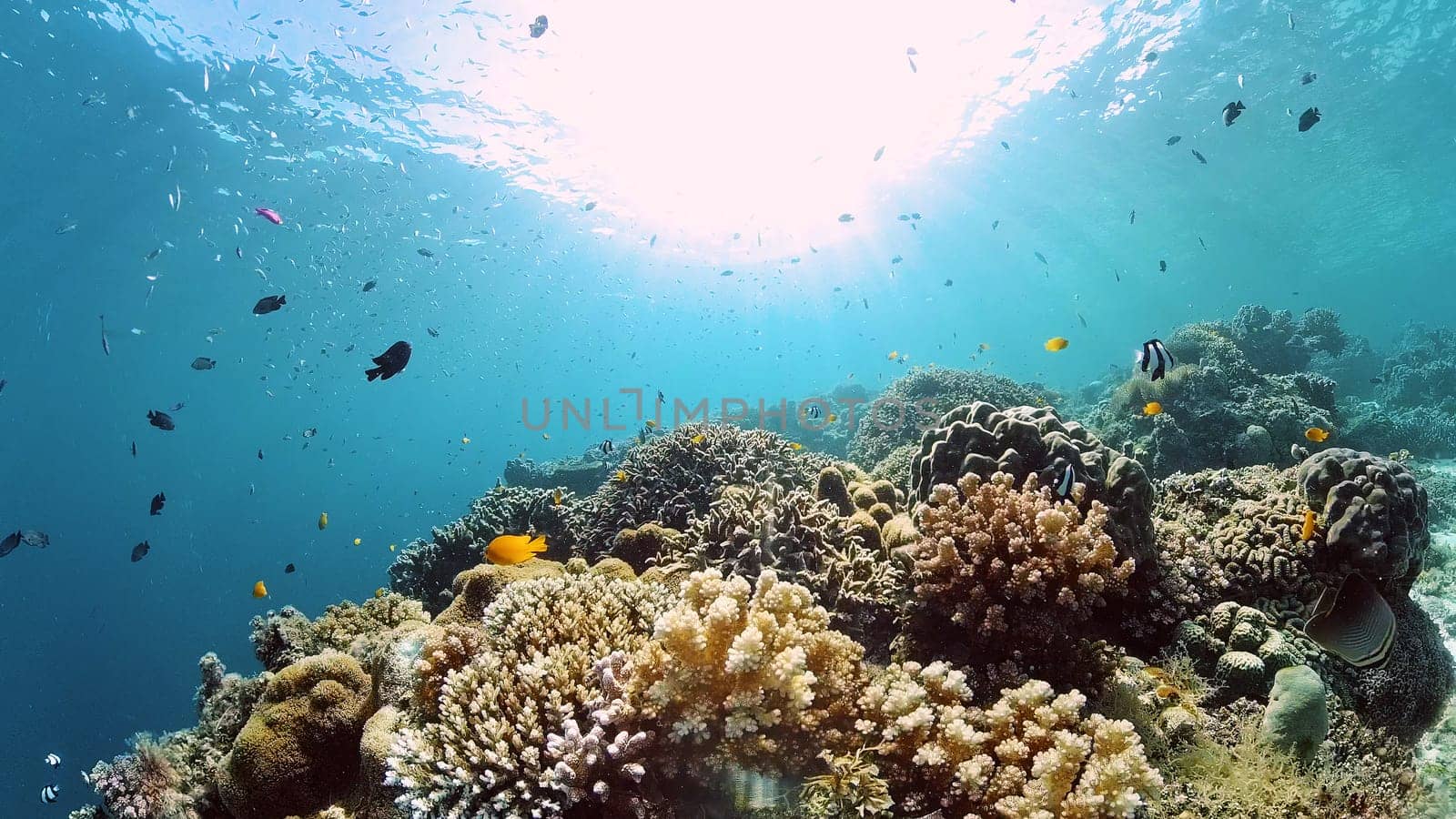 Tropical fishes and coral reef at diving. Underwater world with corals and tropical fishes.