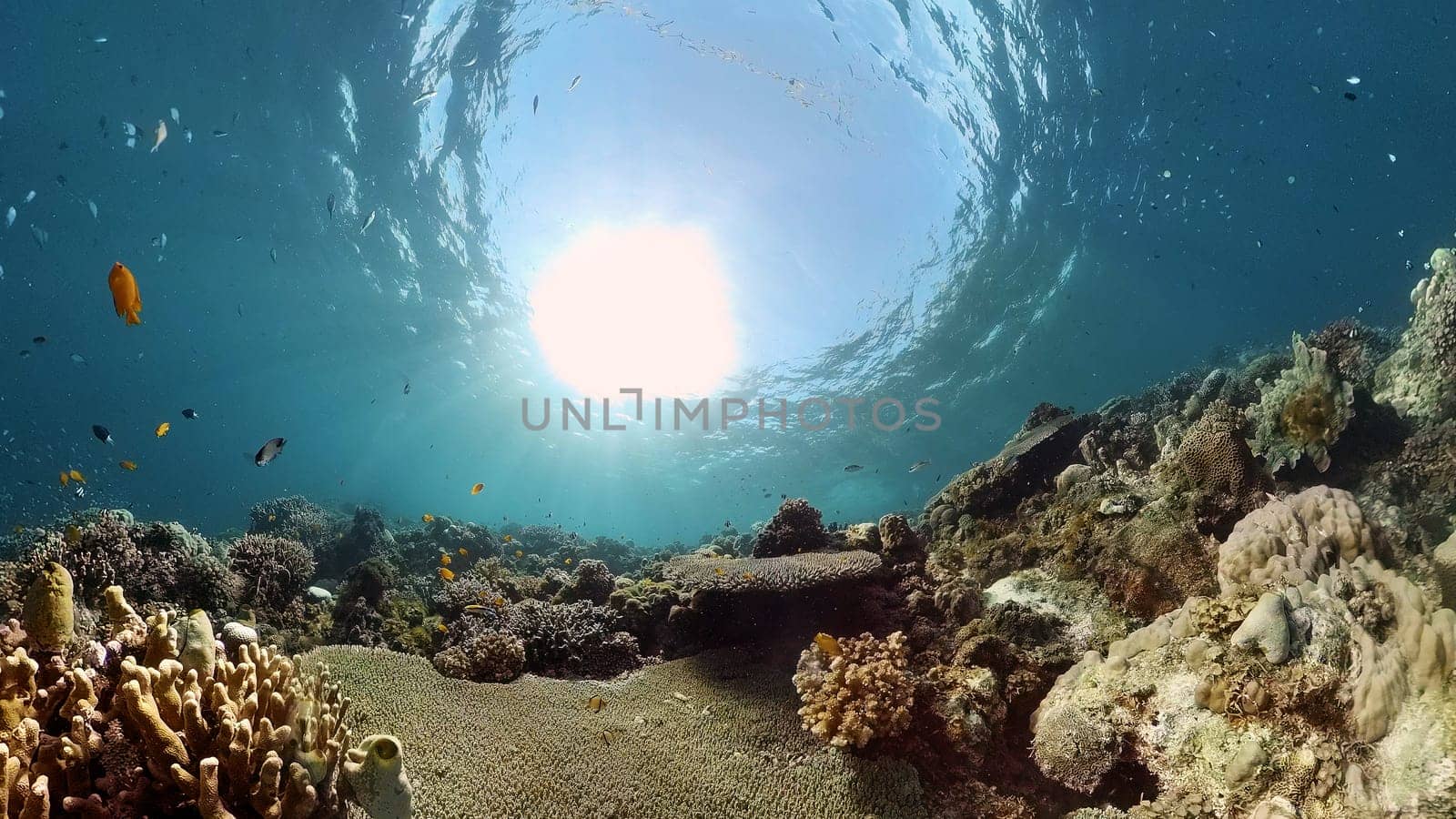 Reef Coral Tropical Garden. Tropical underwater sea fish. Colourful tropical coral reef. Philippines.