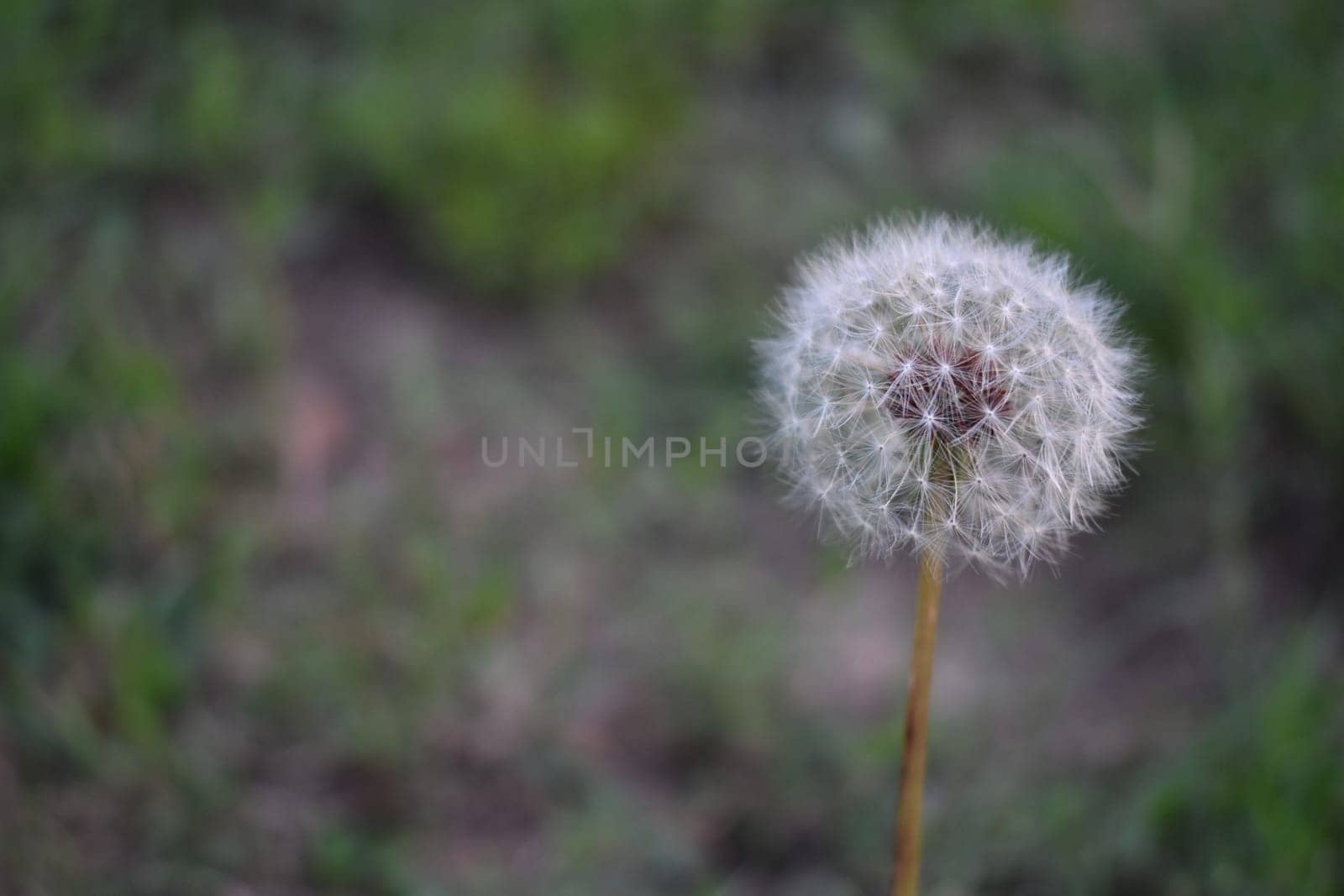 Seeding White Dandelion in Grassy Oklahoma Meadow in the Summer . High quality photo