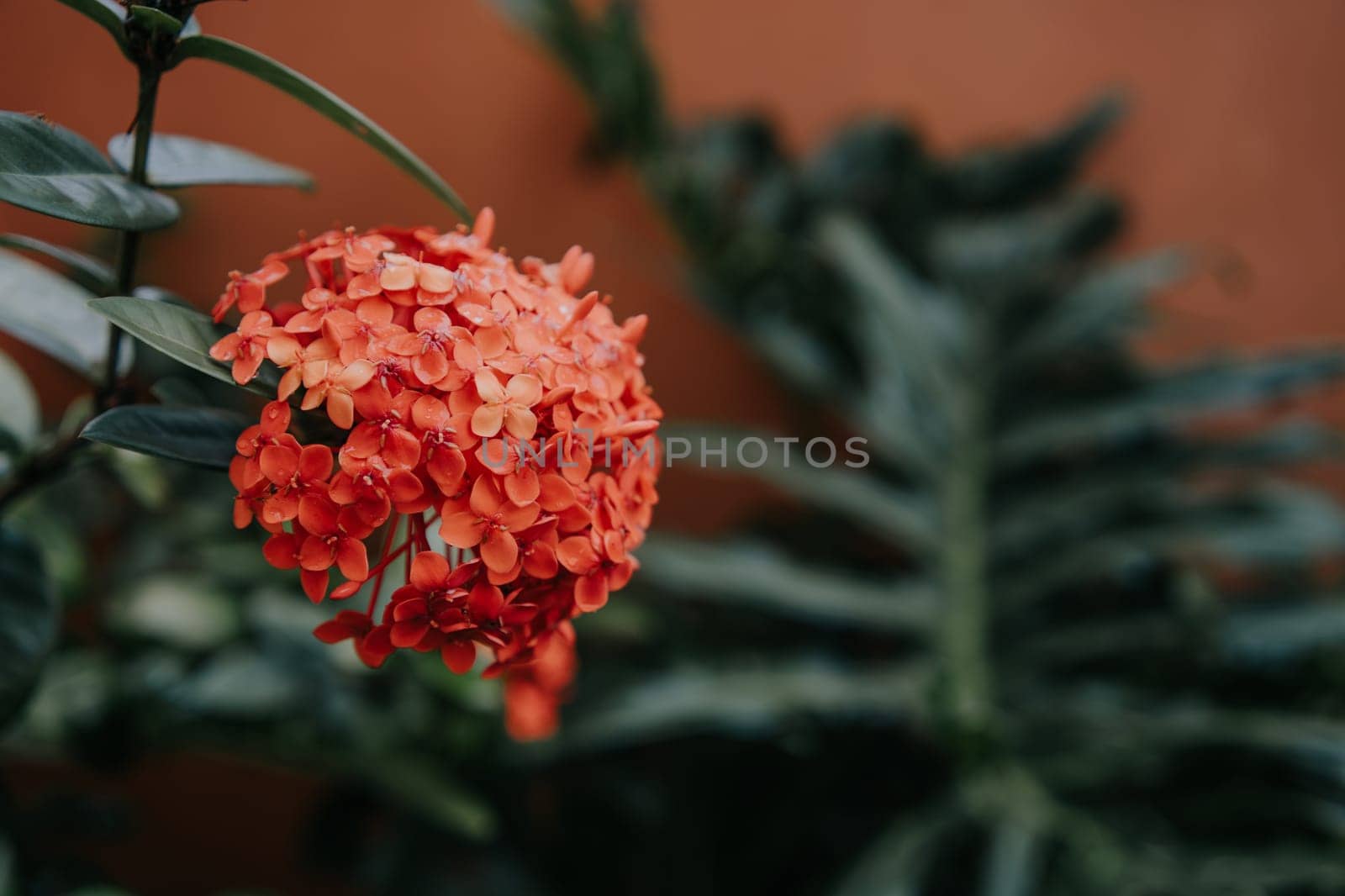 This image captures a stunning, vibrant red flower with lush green leaves on a dark background, showcasing its breathtaking beauty.