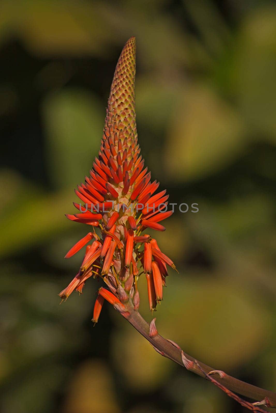 A single backlit flower of Aloe arborescens on a blurred background