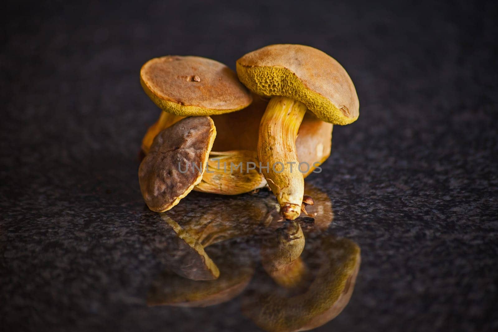 The Boletus edulis mushroom grows in well drained soil under broadleaved trees, especially oaks.