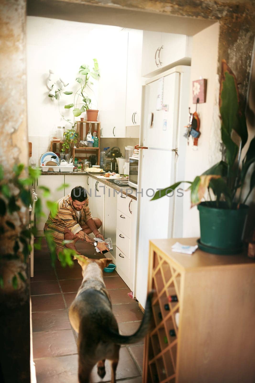 Come here my boy. a cheerful young man calling his dog to eat his food inside of the kitchen during the da