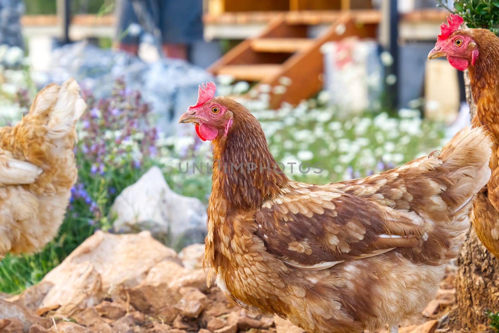 Happy hen in the organic chicken farm. Eco organic chicken farm. Local farm or agriculture. A close up look of healthy Chicken or hen.