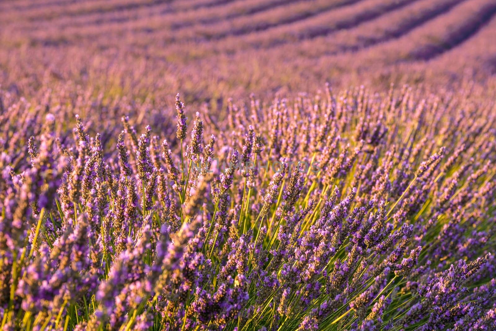 Delicate violet flowers flourish in neat rows across the expanse of a lavender field, creating a stunning countryside landscape on a sun-drenched summer day
