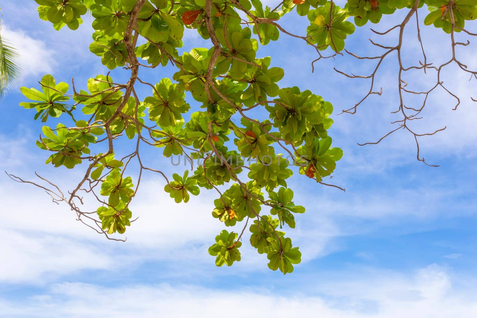 The powerful strong branches of a Malabar tree hanging on the blue background of the sky above. by Gamjai