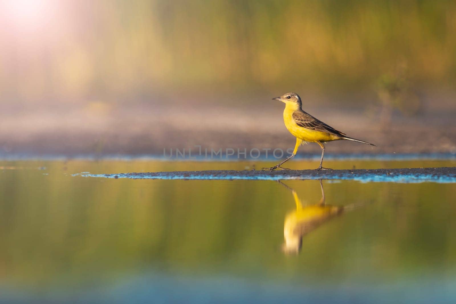 beautiful yellow bird walks in shallow water, wild nature