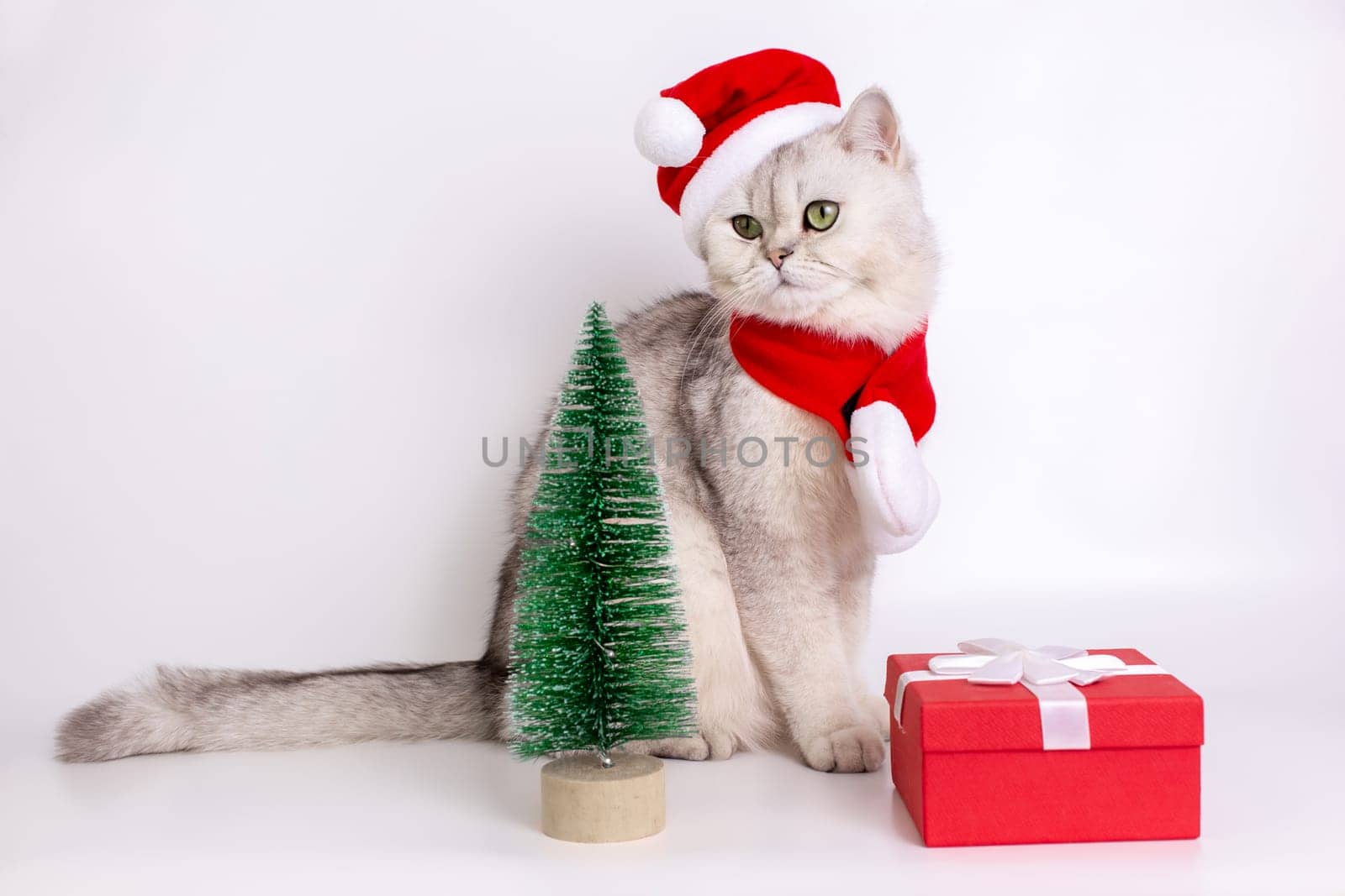 Adorable white cat, wearing a red Santa Claus hat and a red scarf, sitting on a white background, looking away, there is a small green Christmas tree and red gift box nearby. Close up. Copy space