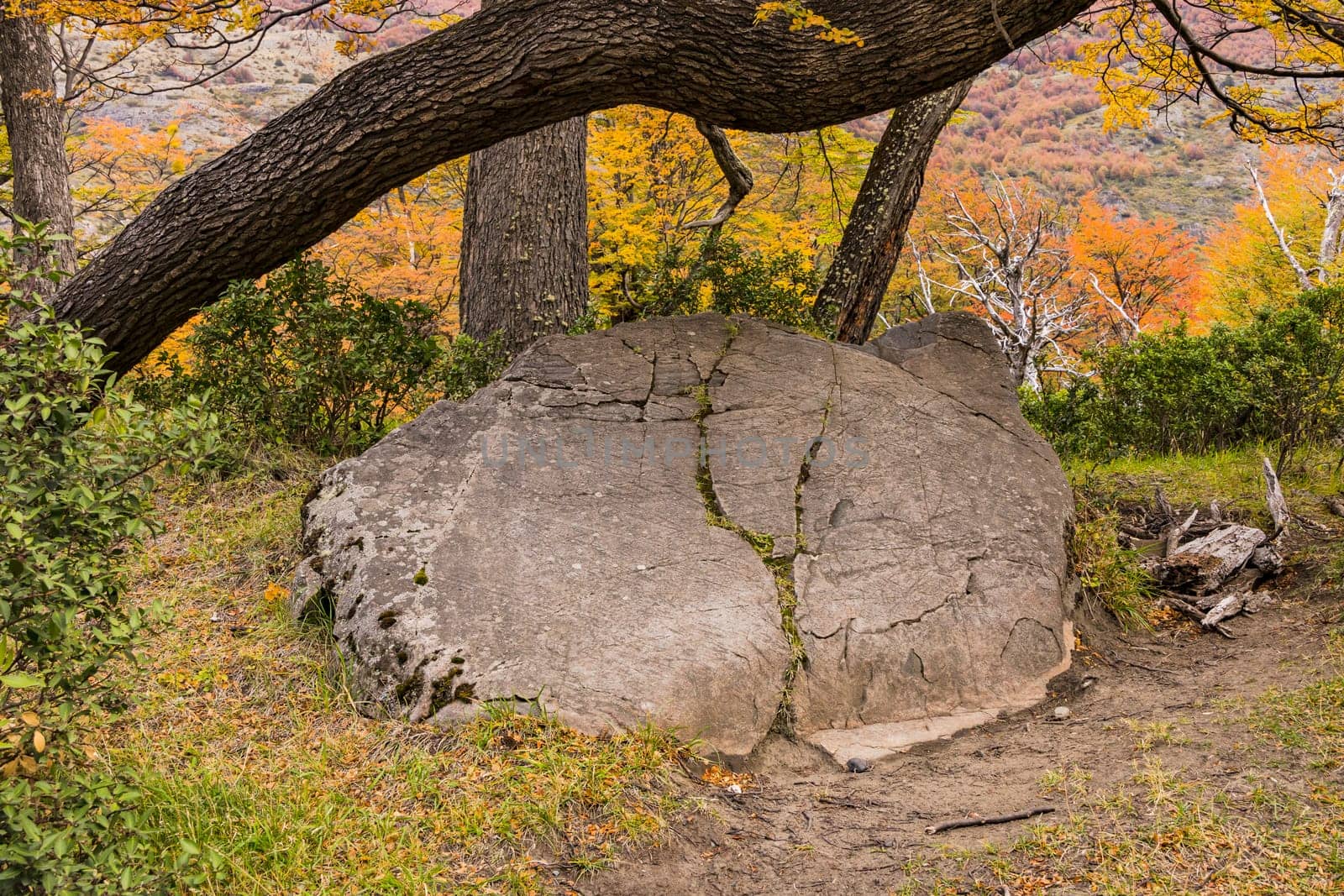 A prominent rock under an autumn colored tree on a path in Torres del Paine National Park near Grey Glacier, Chile, Patagonia, South America