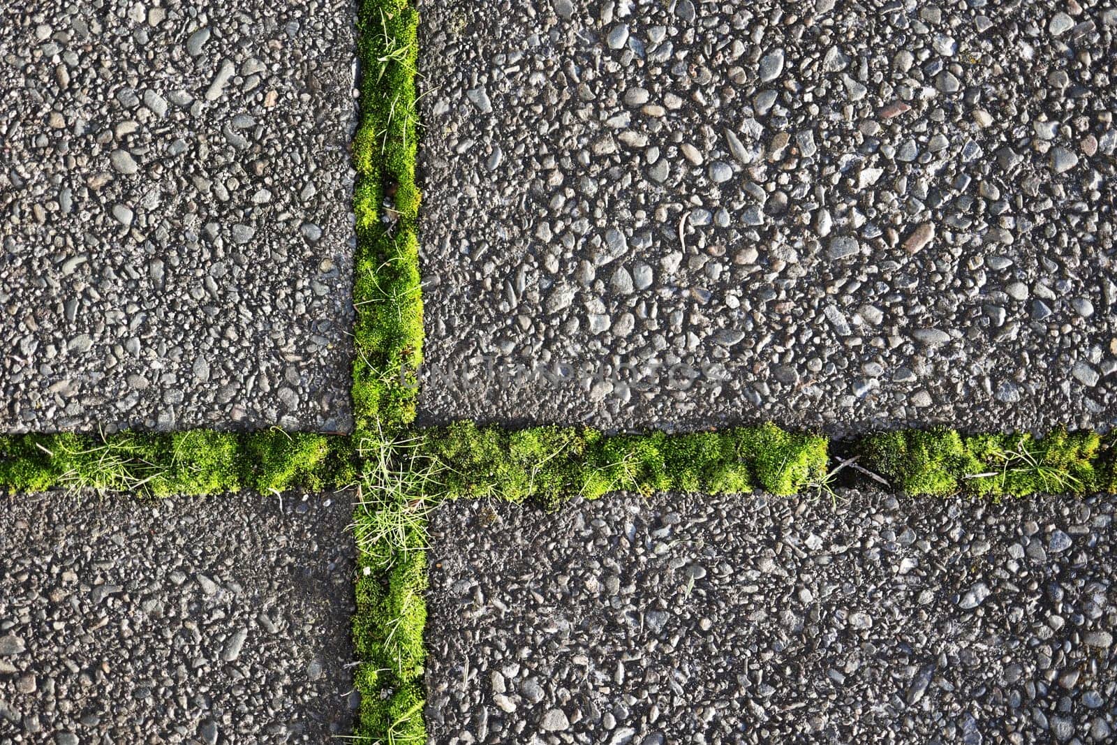 moss and grass at the joints of paving slabs by Proxima13