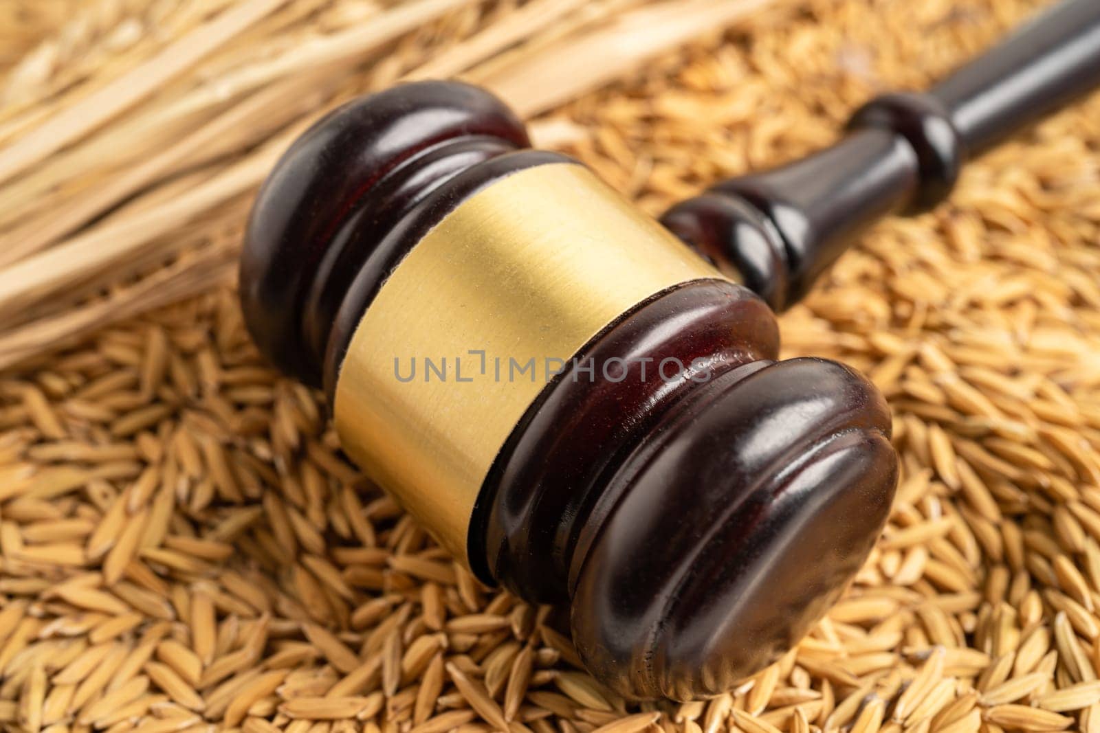 Judge gavel hammer with good grain rice from agriculture farm. Law and justice court concept.