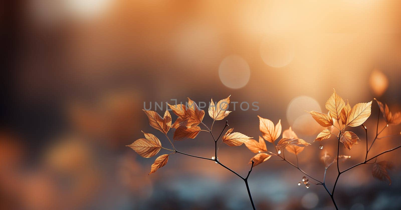 Beautiful autumn landscape with brown and orange colored trees and sunlight. Colorful foliage in the park. Falling leaves natural background in forest nature blurred bokeh copy space by Annebel146