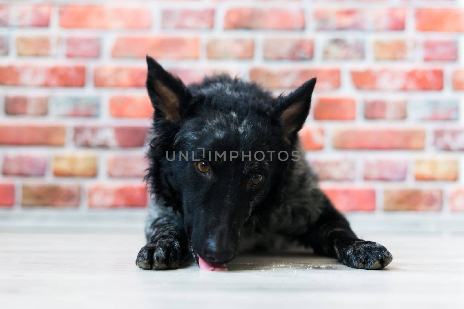 Mudi shepherd in front of a brick and white background