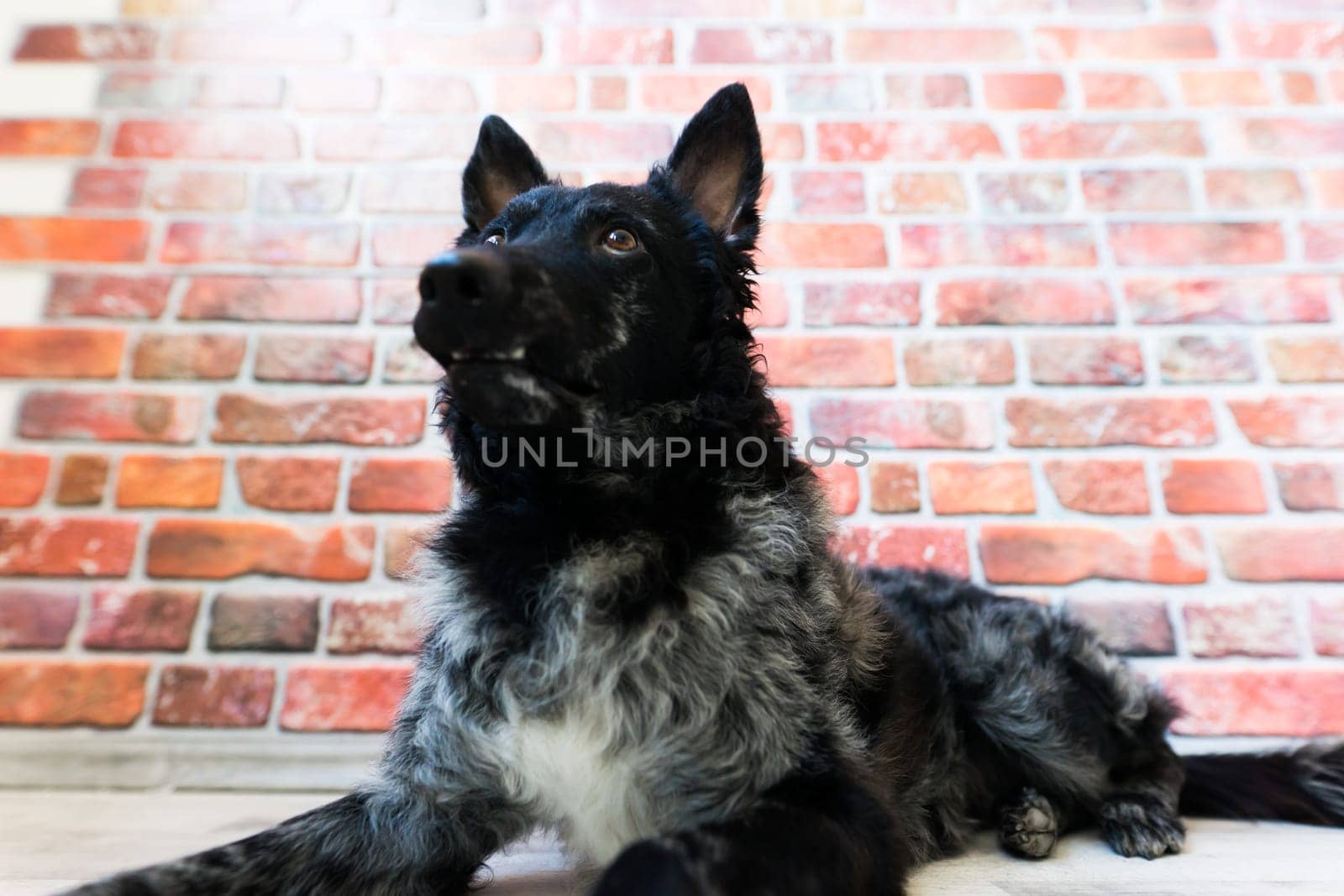 Mudi shepherd in front of a brick and white background