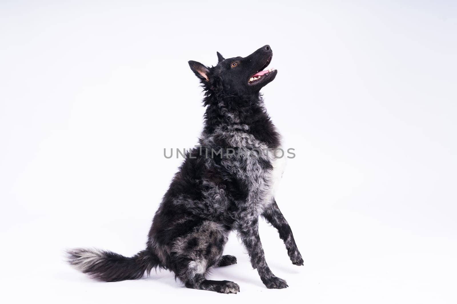 Mudi shepherd in front of brick and white background by Zelenin