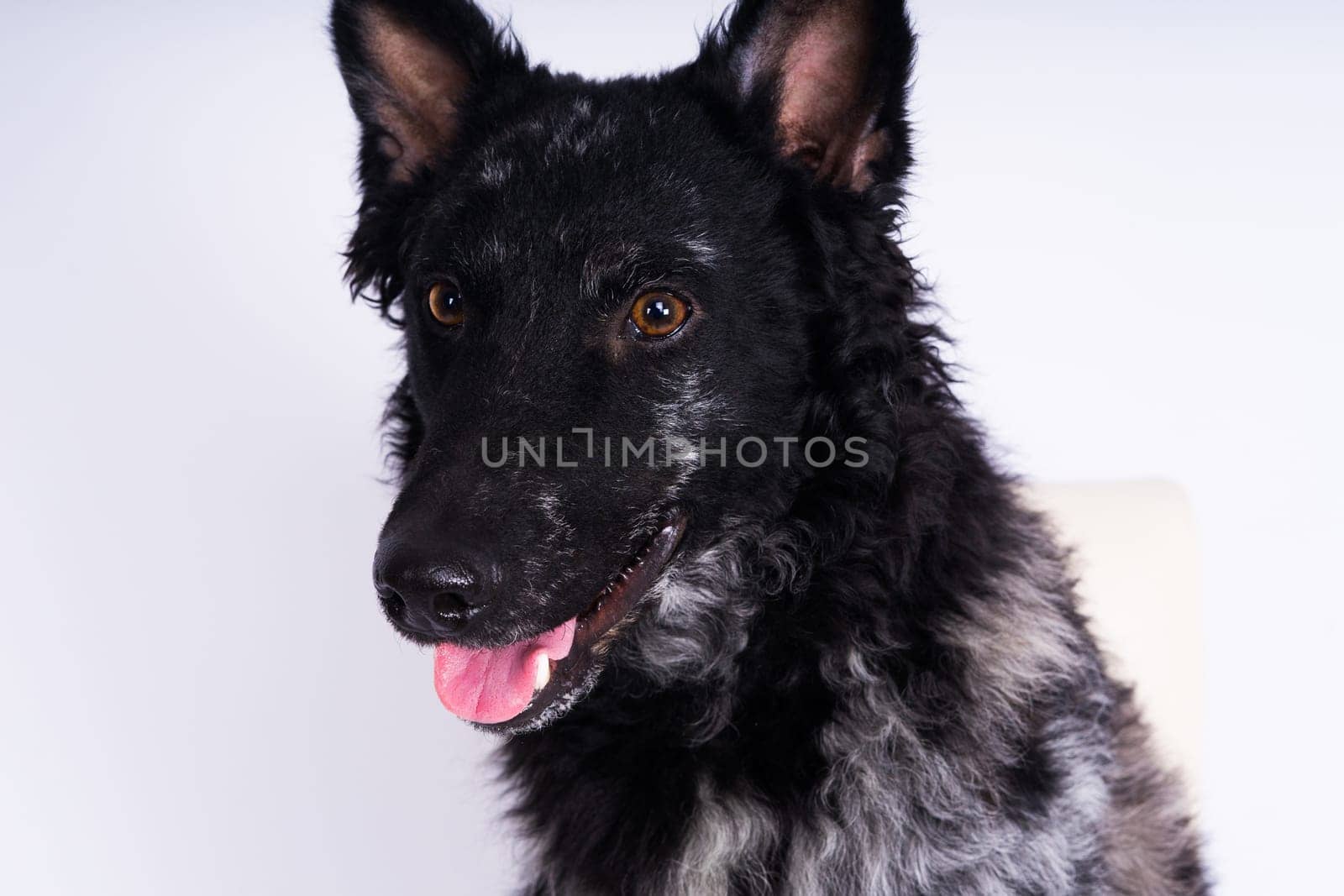 Mudi shepherd in front of a brick and white background